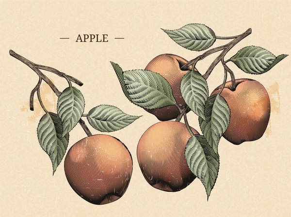 Grawerowanie jabłka z liści — Wektor stockowy
