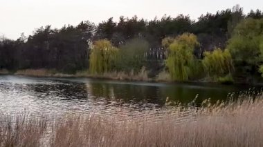 Kuru sazlıkların sallandığı, yeşil ağaçların ve dalgaların su boyunca aktığı nehir manzarası