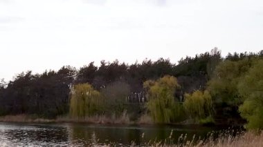 Kuru sazlıkların sallandığı, yeşil ağaçların ve dalgaların su boyunca aktığı nehir manzarası
