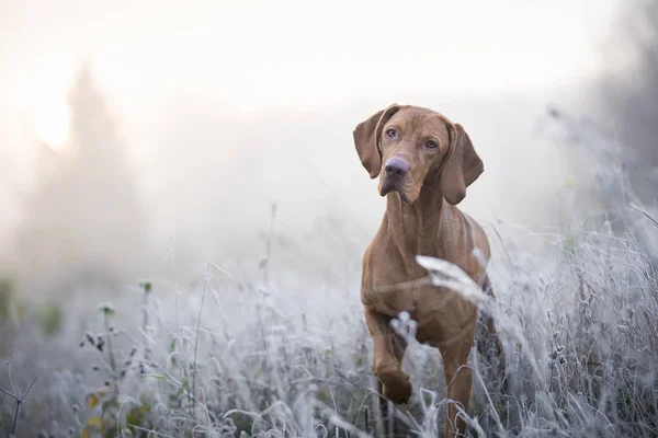 Perro sabueso húngaro en invierno congelado —  Fotos de Stock