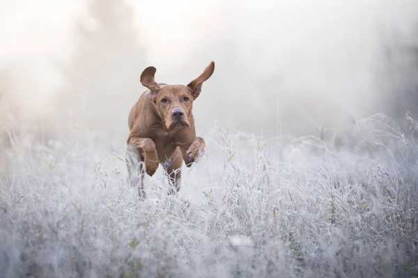 Cão de caça húngaro em tempo de inverno frio — Fotografia de Stock