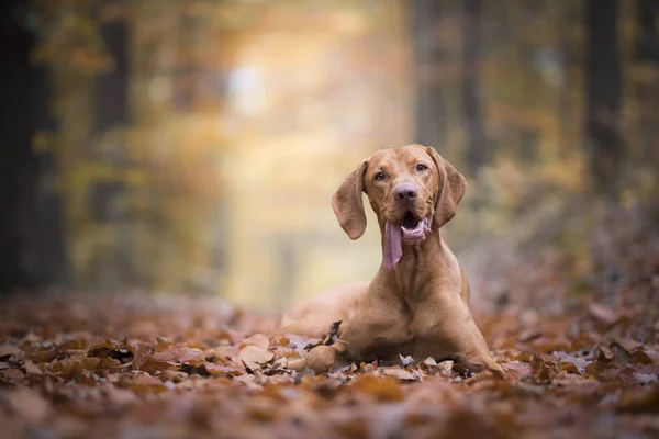 Ungarischer Jagdhund zur Herbstzeit — Stockfoto