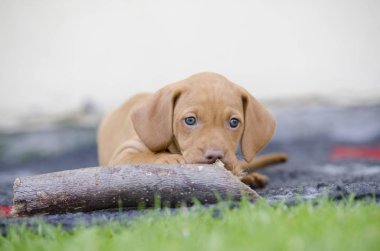 5 haftalık yavru vizsla av köpeği