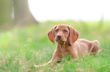 Bahar zamanında forrest vizsla köpeklerin On haftalık yavru
