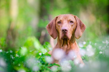 Macar işaretçi tazı köpeği forrest