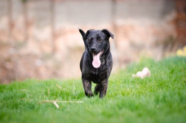 Siyah köpek yavrusu köpek bahar zaman bahçesinde