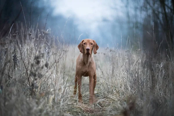 Hungaro cão vizsla cão — Fotografia de Stock
