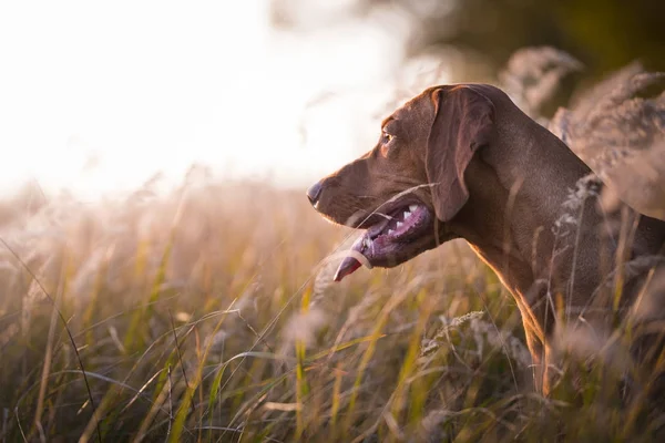 Cabeza de perro sabueso húngaro al atardecer —  Fotos de Stock