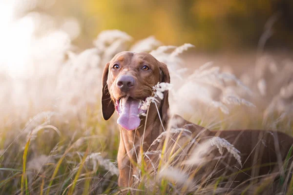 Cabeza de perro sabueso húngaro al atardecer —  Fotos de Stock