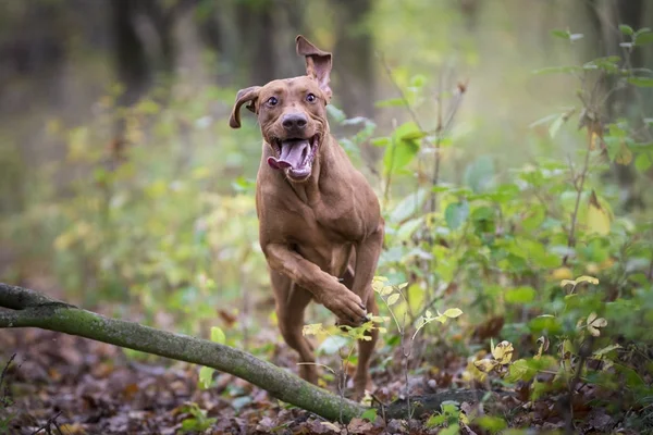 Grappige hunter hond uitgevoerd in najaar — Stockfoto
