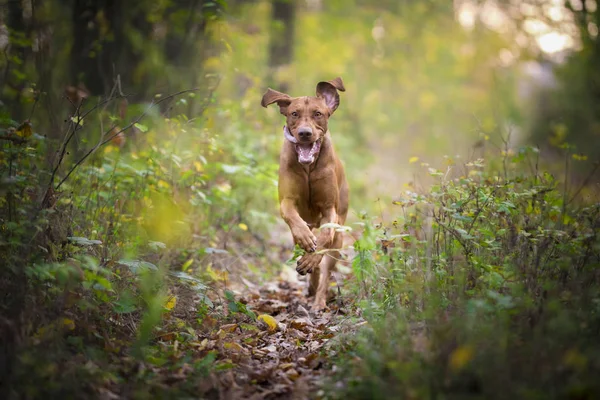 Correr perro cazador divertido en otoño —  Fotos de Stock