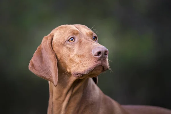 Керівник угорської hound dog — стокове фото