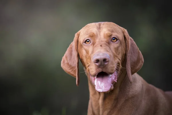 Керівник угорської hound dog — стокове фото