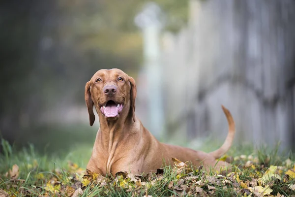 Sonbaharda Macar av köpeği portresi — Stok fotoğraf