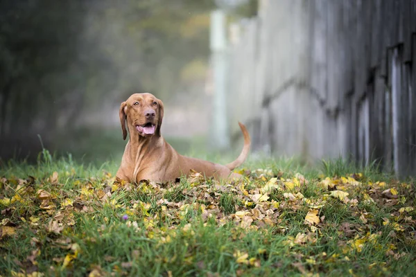 Retrato de cão de caça húngaro no outono — Fotografia de Stock