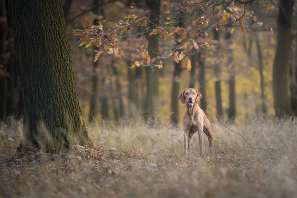 Húngaro cão de caça em tempo de outono — Fotografia de Stock