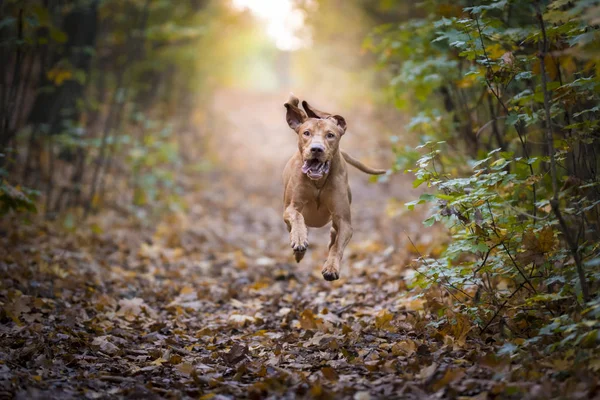 Perro sabueso húngaro en otoño —  Fotos de Stock