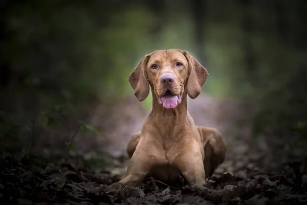 Sonbahar zaman Macar av köpeği — Stok fotoğraf