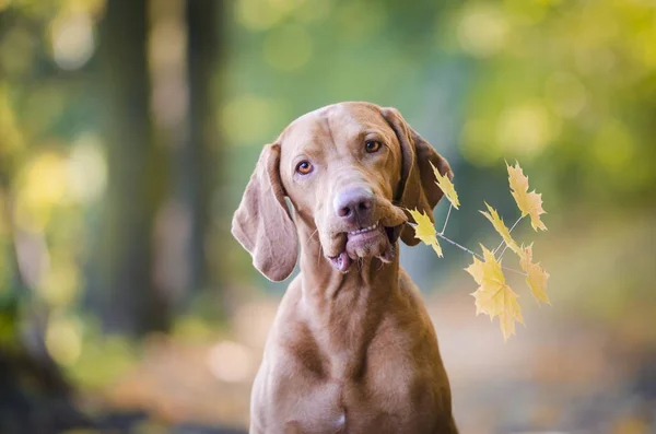 Perro sabueso húngaro con hojas de otoño en la boca — Foto de Stock