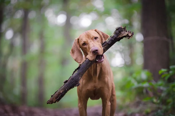 Vizsla собака с веткой во рту — стоковое фото