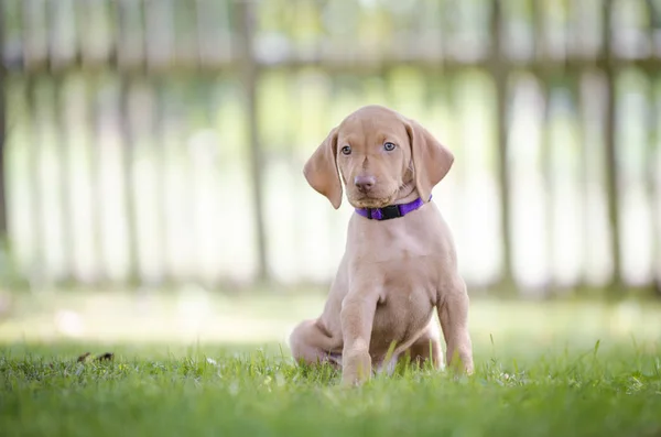 Cachorros de 5 semanas de edad de perro vizsla hound — Foto de Stock