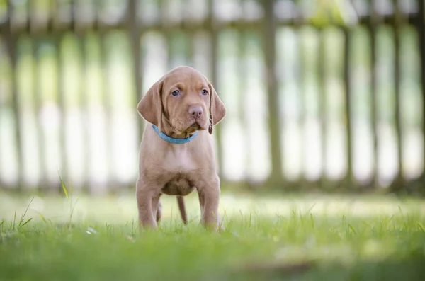 5 weken oude pups van vizsla hound dog — Stockfoto