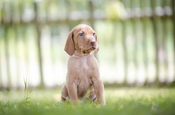 Vizsla 사냥개의 5 주 오래 된 강아지 — 스톡 사진