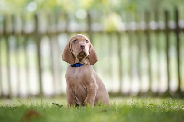 5 veckor gamla valpar av hundvalp (sittande) hund hund — Stockfoto