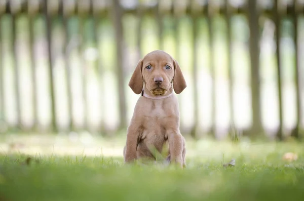 Vizsla 사냥개의 5 주 오래 된 강아지 — 스톡 사진