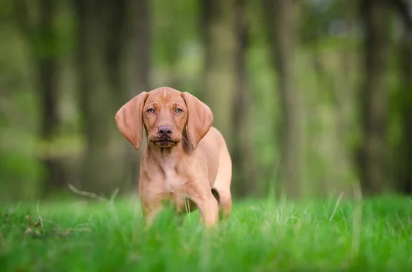 Tio veckor gammal valp av hundvalp (sittande) hund i skogen våren — Stockfoto