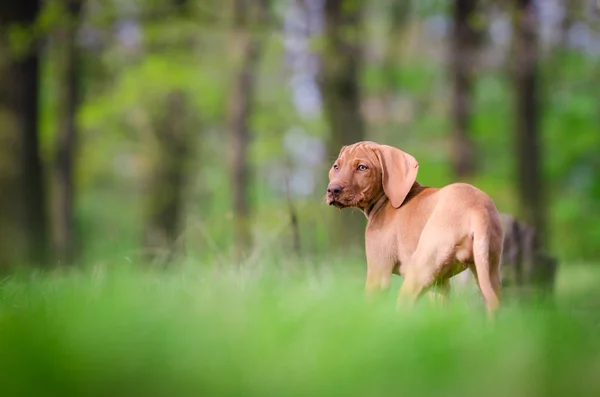 Tien weken oude pup van vizsla hond in het bos in de lentetijd — Stockfoto