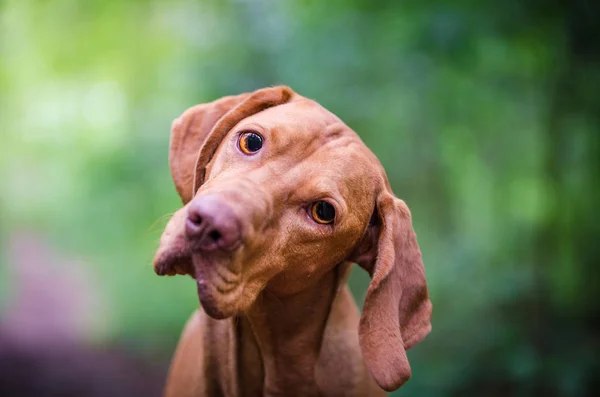 Portrait of hungarian vizsla hunter dog — Stock Photo, Image