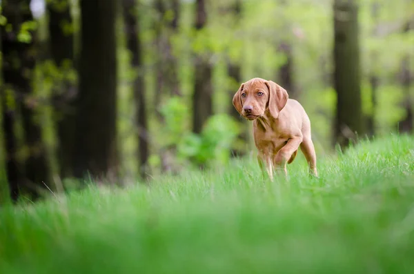 Cachorro de diez semanas de vizsla perro en el bosque en primavera —  Fotos de Stock