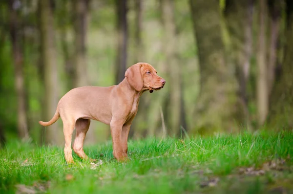 봄 시간에 포레스트에 vizsla 강아지의 10 주 오래 된 강아지 — 스톡 사진