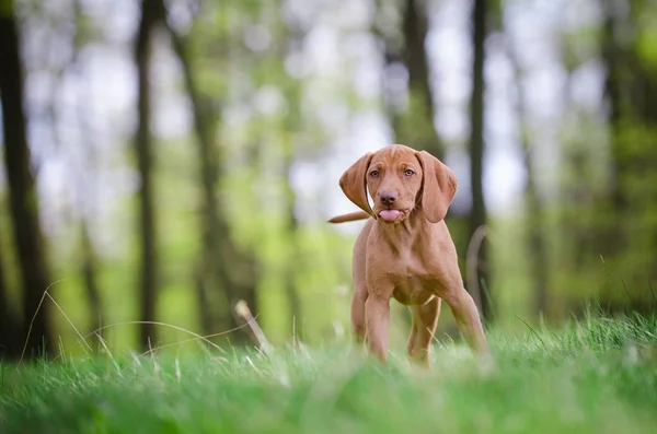 Cachorro de diez semanas de vizsla perro en el bosque en primavera —  Fotos de Stock