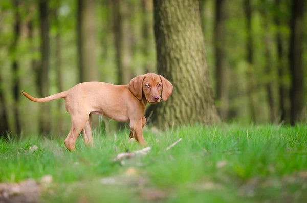 Tien weken oude pup van vizsla hond in het bos in de lentetijd — Stockfoto