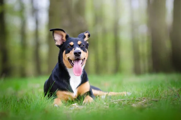 春の ti でフォレストの途中で美しい犬の肖像画 — ストック写真