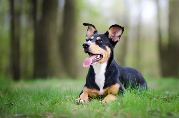 Beautiful dog portrait in the middle of the forrest in spring ti — Stock Photo, Image