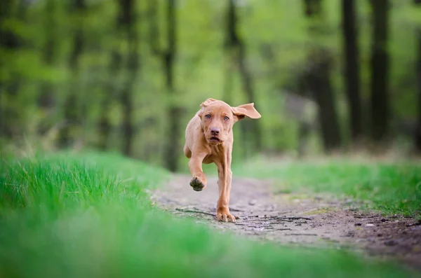 Cachorro de diez semanas de vizsla perro corriendo en el bosque en sprin —  Fotos de Stock