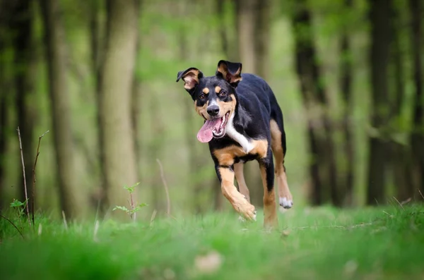 Hermoso retrato de perro en medio del bosque en primavera ti — Foto de Stock