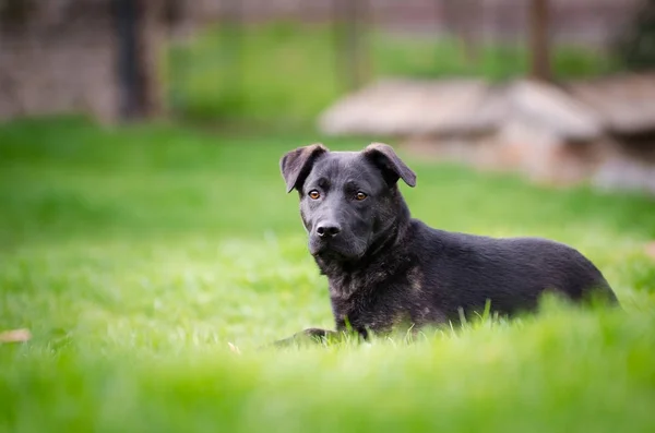 Zwarte puppy hondje in de tuin in het voorjaar — Stockfoto