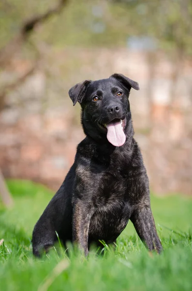 Zwarte puppy hondje in de tuin in het voorjaar — Stockfoto