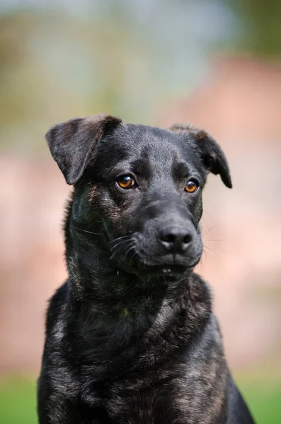 春に庭で黒い子犬犬 — ストック写真