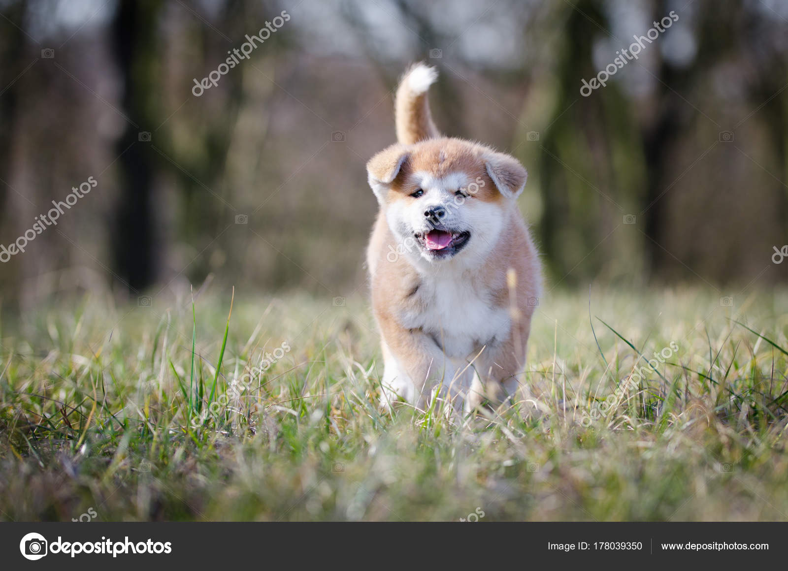 Welpe von akita inu japan dog im frühling — Stockfoto © TMArt 178039350