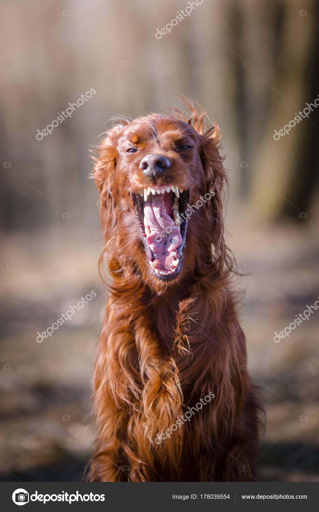 Irish setter hound pointer dog in the spring forrest Stock Photo by ©TMArt 178039554