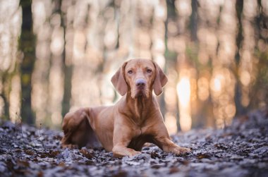 Macar vizsla avcı köpeği bahar portresi
