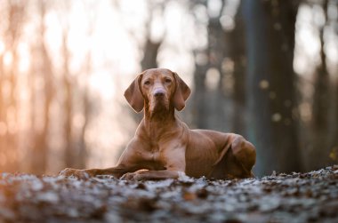 Macar vizsla avcı köpeği bahar portresi