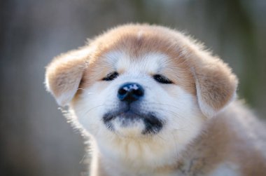 Akita Inu Japonya köpek bahar zaman içinde köpek yavrusu