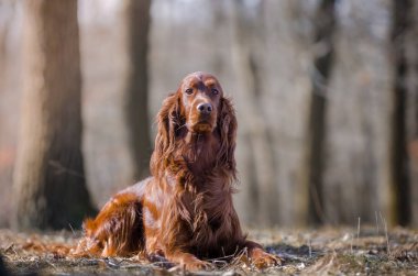 İrlandalı setter av işaretçi köpeği bahar forrest