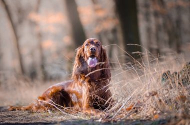 İrlandalı setter av işaretçi köpeği bahar forrest